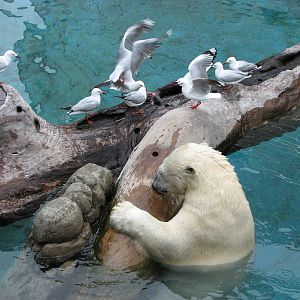 Sea World Gold Coast - Polar Bear