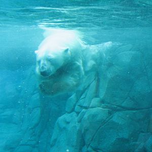 Sea World Gold Coast - Polar Bear underwater