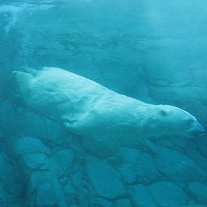 Sea World Gold Coast - Polar Bear underwater