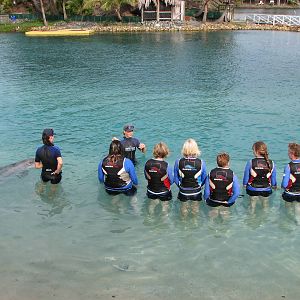 Sea World Gold Coast - Dolphin encounter