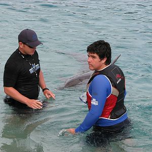Sea World Gold Coast - Dolphin encounter