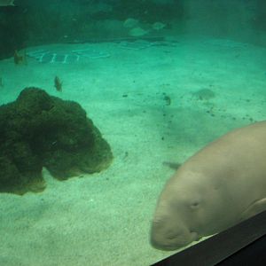 Sea World Gold Coast - Dugong swimming