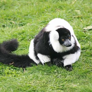 Black and White Ruffed Lemur