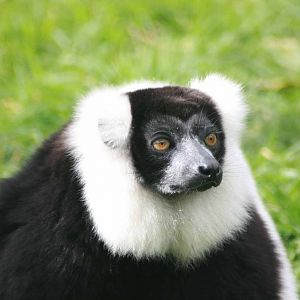 Black and White Ruffed Lemur