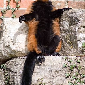 Red Ruffed Lemur chilling out