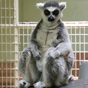 Ring Tailed Lemur