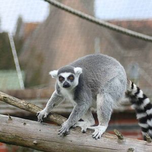 Ring Tailed Lemur