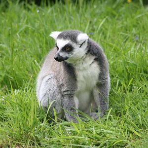 Ring Tailed Lemur