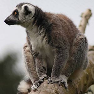 Ring Tailed Lemur