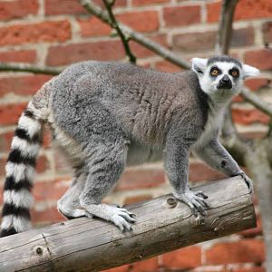 Ring Tailed Lemur