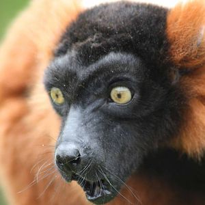 Red Ruffed Lemur