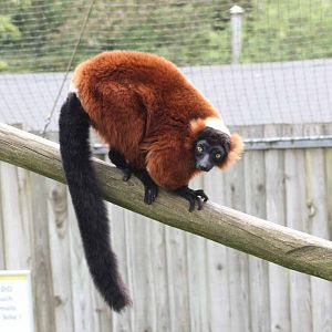 Red Ruffed Lemur