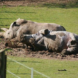White Rhino, Marwell Wildlife