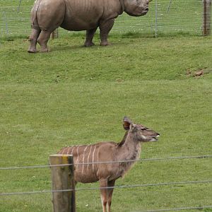 White Rhino and Kudu, Marwell Wildlife