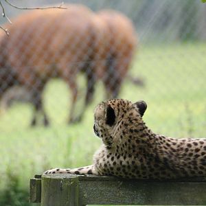 Cheetah, Marwell Wildlife