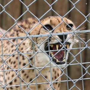 Cheetah, Marwell Wildlife