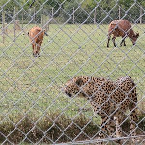 Cheetah, Marwell Wildlife