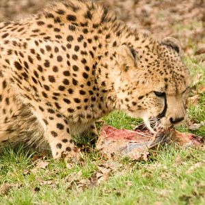 Cheetah, Marwell Wildlife