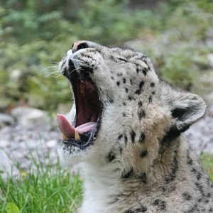 Yasmin, Snow Leopard, Marwell Wildlife