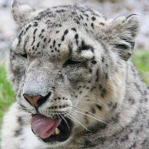 Yasmin, Snow Leopard, Marwell Wildlife