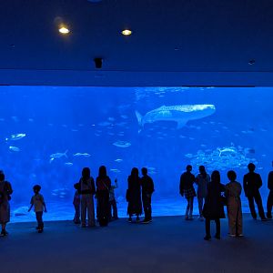 Opening tank, with Whale Shark