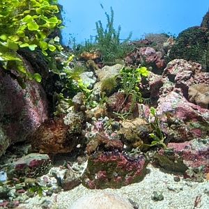 Nudibranch (sea slug) tank