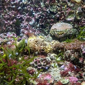 Nudibranch (sea slug) tank