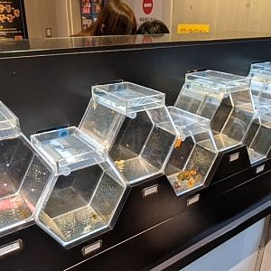 Nudibranch (sea slug) tanks