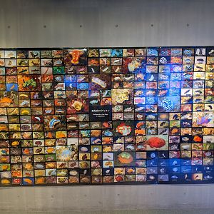 Nudibranchs (sea slugs) of Japan