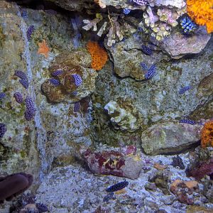 Nudibranch (sea slug) tank