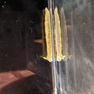 Nudibranch (Plakobranchus sp.)