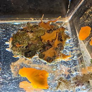 Nudibranchs (Gymnodoris inornata)