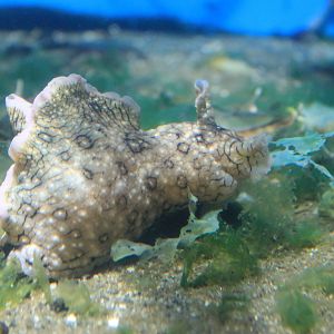 Sea Hare (Aplysia argus)