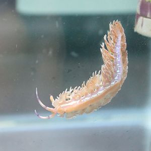 Nudibranch (Pteraeolidia semperi)