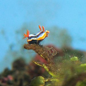 Nudibranch (Chromodoris magnifica)