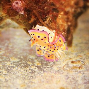 Nudibranch (Goniobranchus kuniei)