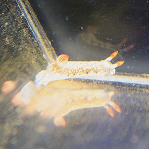 Nudibranch (Hypselodoris infucata)