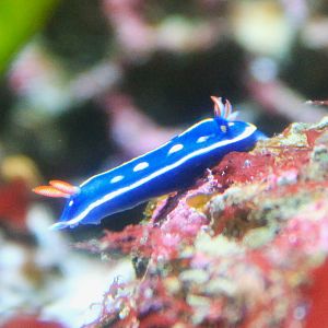 Nudibranch (Hypselodoris festiva)