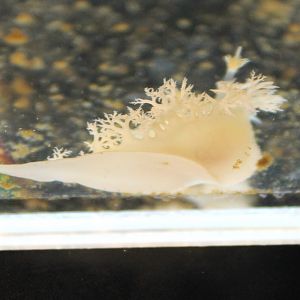 Nudibranch (Tritoniopsis elegans)