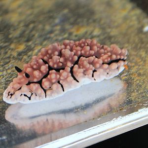 Nudibranch (Phyllidiella pustulosa)