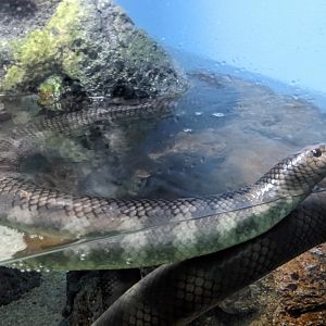 Erabu Sea Snakes (Laticauda semifasciata)