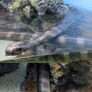 Erabu Sea Snakes (Laticauda semifasciata)
