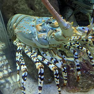 Ornate Spiny Lobster (Panulirus ornatus)