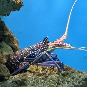 Blue-spot Spiny Lobster (Panulirus femoristriga)