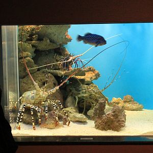 Spiny Lobster tank