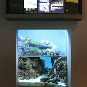 Erabu Sea Snakes (Laticauda semifasciata)