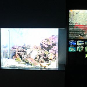 Symbiotic-cleaning tank