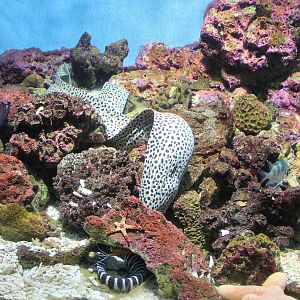 Symbiotic-cleaning tank