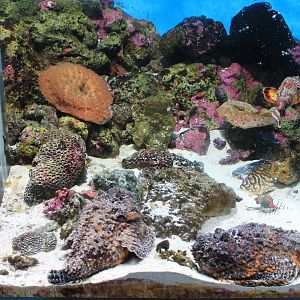 Stonefish tank