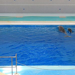 Bottlenose Dolphin and baby